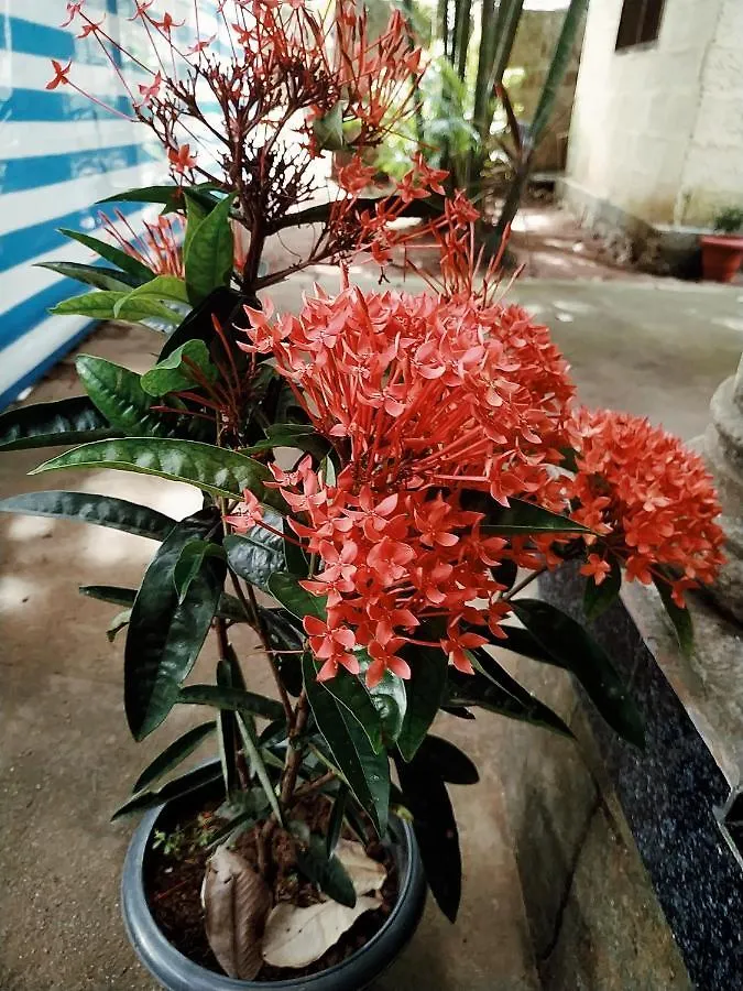 Rainbow Cliff Homestay Varkala 0*,