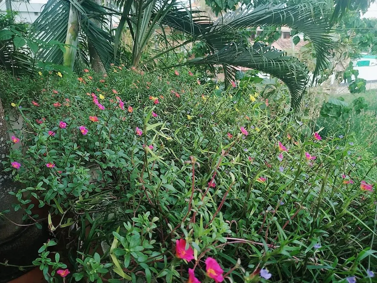 Rainbow Cliff Homestay Varkala India